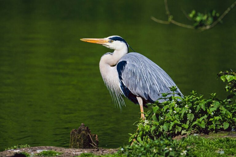 grey heron, heron, lake