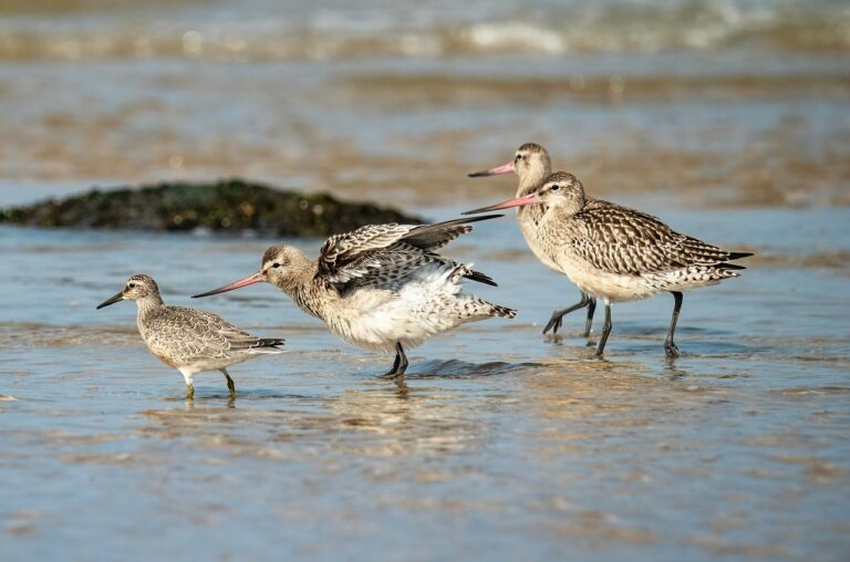 sandpiper, birds, animal